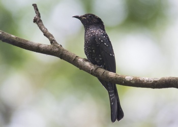 Pretty Square-tailed drongo