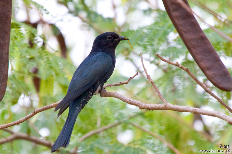 Pretty Square-tailed drongo