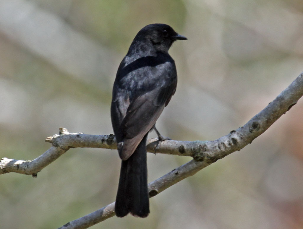 Pretty Square-tailed drongo