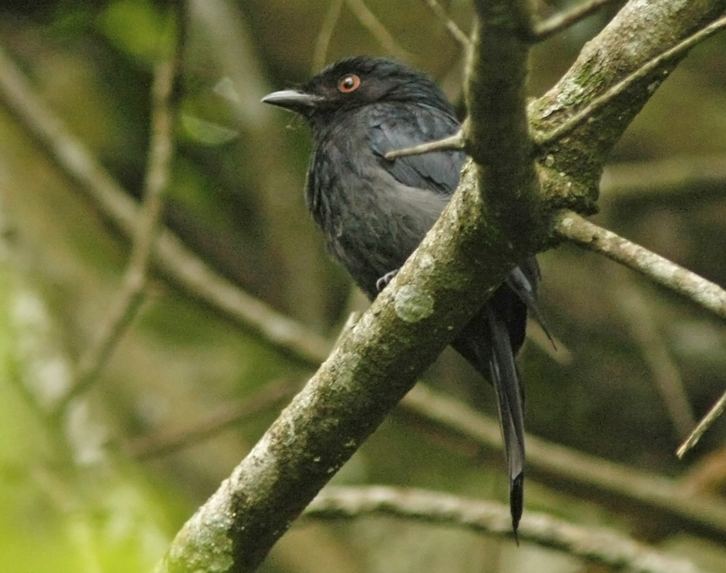 Pretty Square-tailed drongo