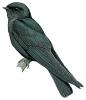 Square-tailed saw-wing