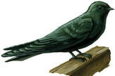 Pretty Square-tailed saw-wing