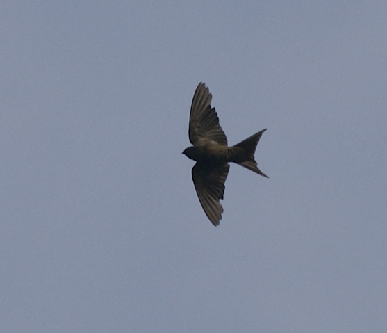 Pretty Square-tailed saw-wing