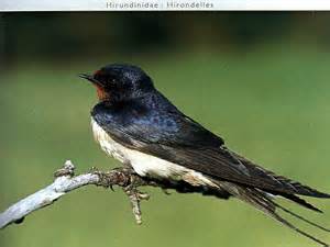 Pretty Square-tailed saw-wing