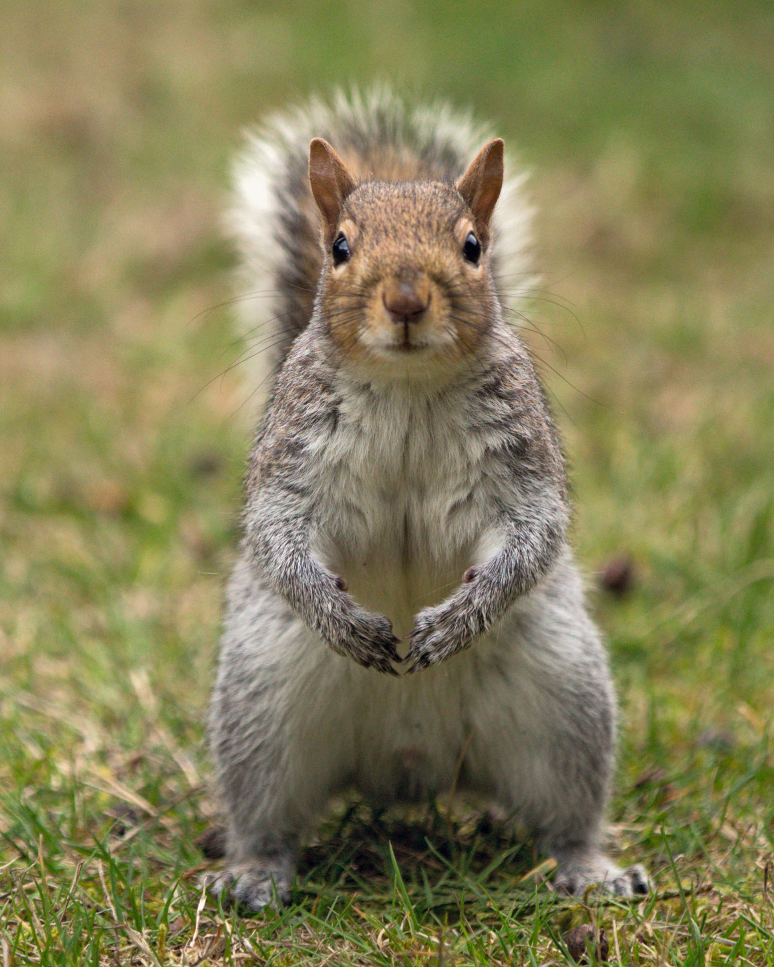 Cool Squirrel
