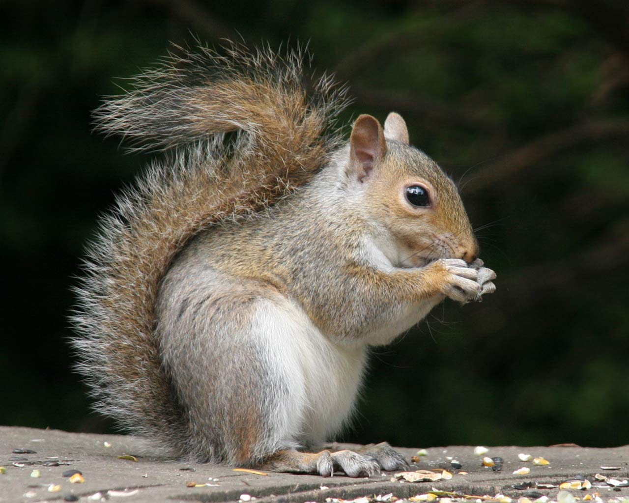 Pretty Squirrel