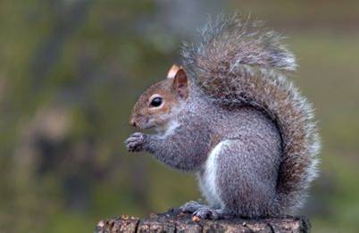 Cute Squirrel