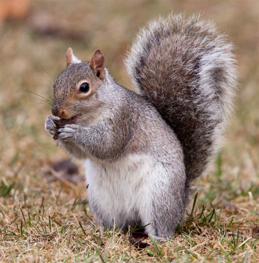 Wallpaper Squirrel
