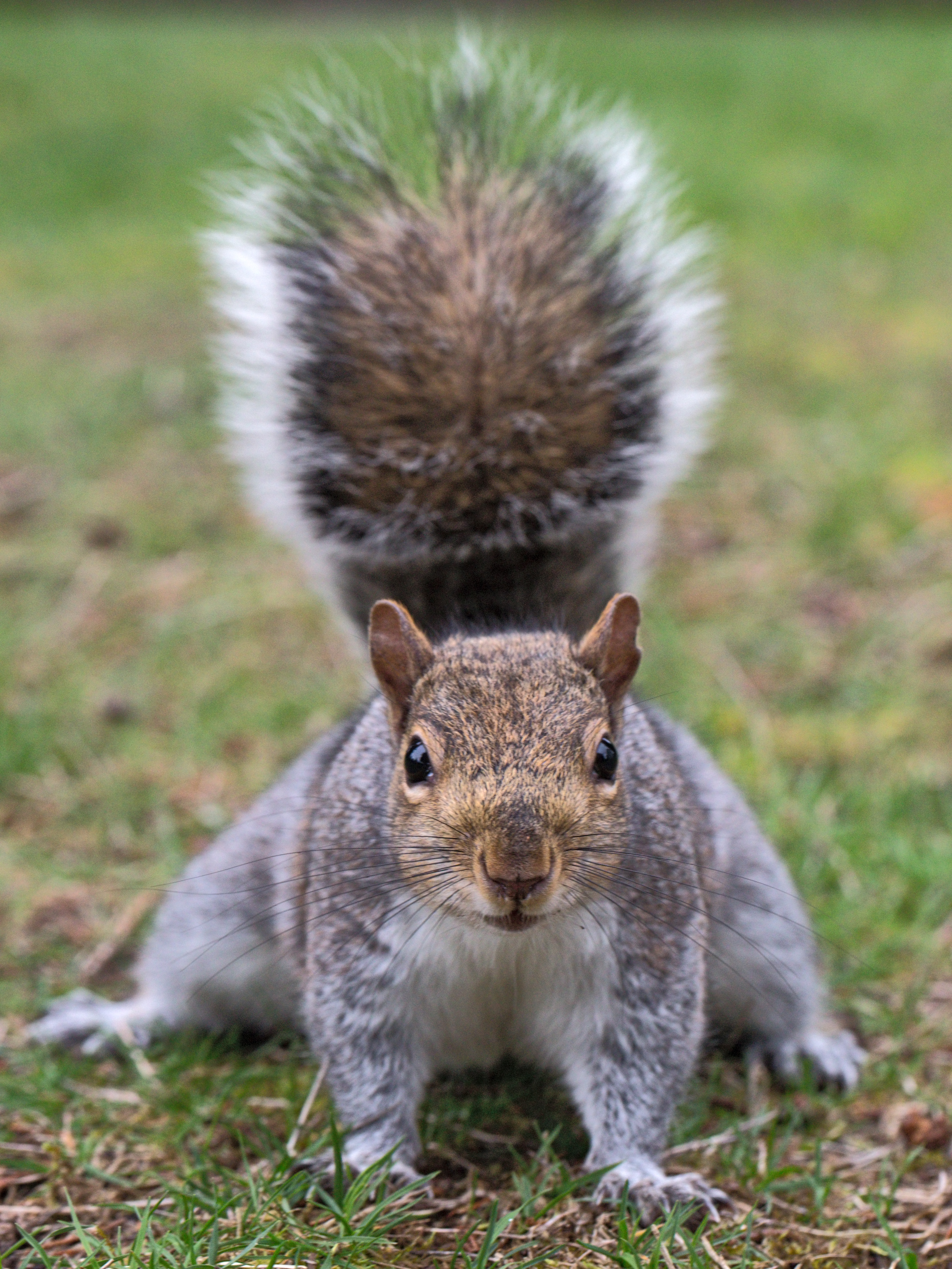 Squirrel wallpaper