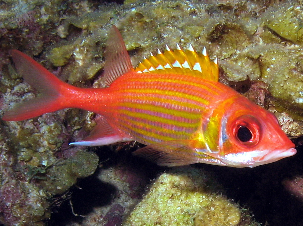 Squirrelfish