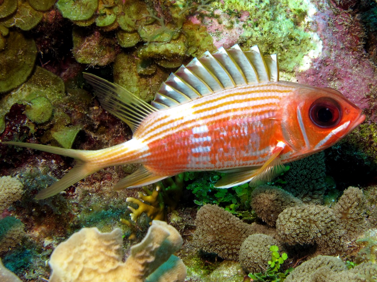 Pretty Squirrelfish