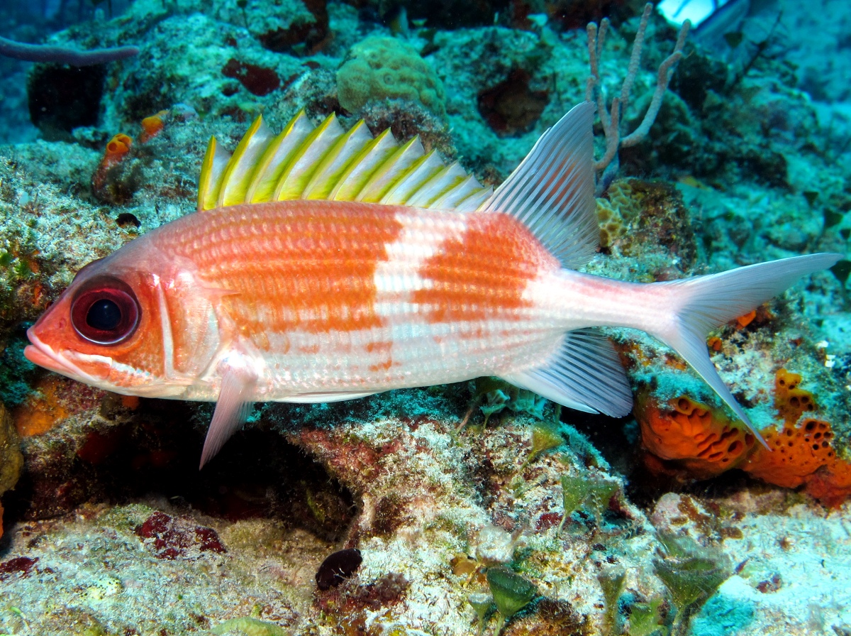 Pretty Squirrelfish