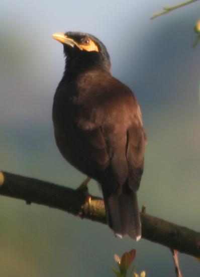 Sri Lanka myna