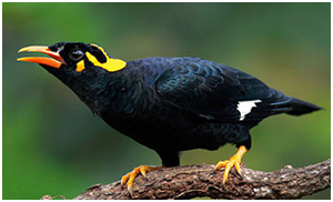 Pretty Sri Lanka myna