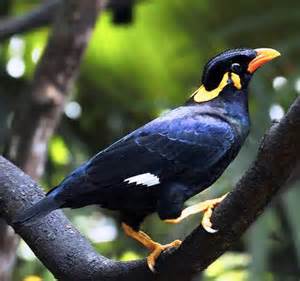 Pretty Sri Lanka myna