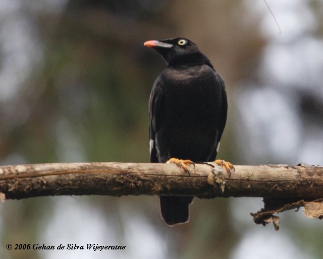 Pretty Sri Lanka myna