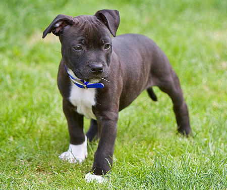 Pretty Staffordshire Bull Terrier - Dog Breed