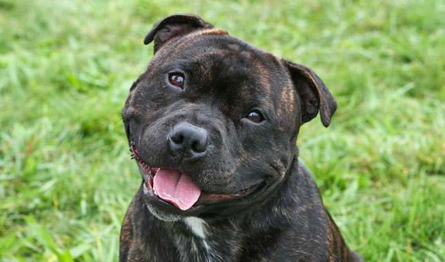 Cute Staffordshire Bull Terrier - Dog Breed