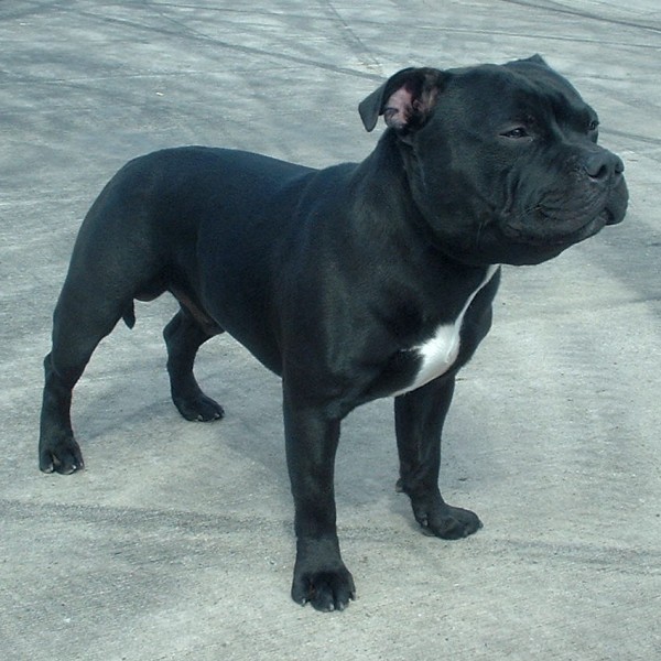 Wallpaper Staffordshire Bull Terrier - Dog Breed
