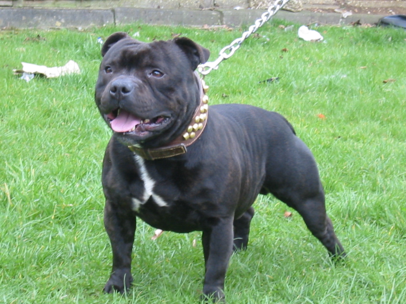 Photo Staffordshire Bull Terrier - Dog Breed