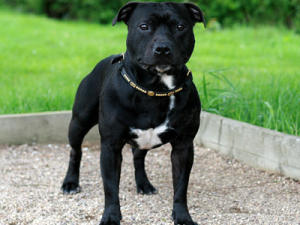 Staffordshire Bull Terrier - Dog Breed wallpaper