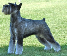 Nice Standard Schnauzer - Dog Breed