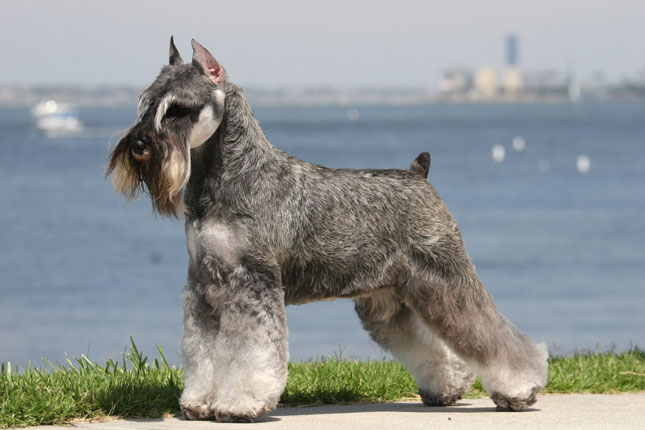 Pretty Standard Schnauzer - Dog Breed