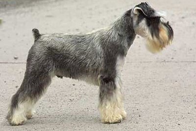 Cute Standard Schnauzer - Dog Breed