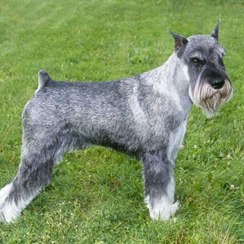 Photo Standard Schnauzer - Dog Breed