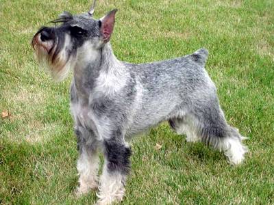 Standard Schnauzer - Dog Breed photo 