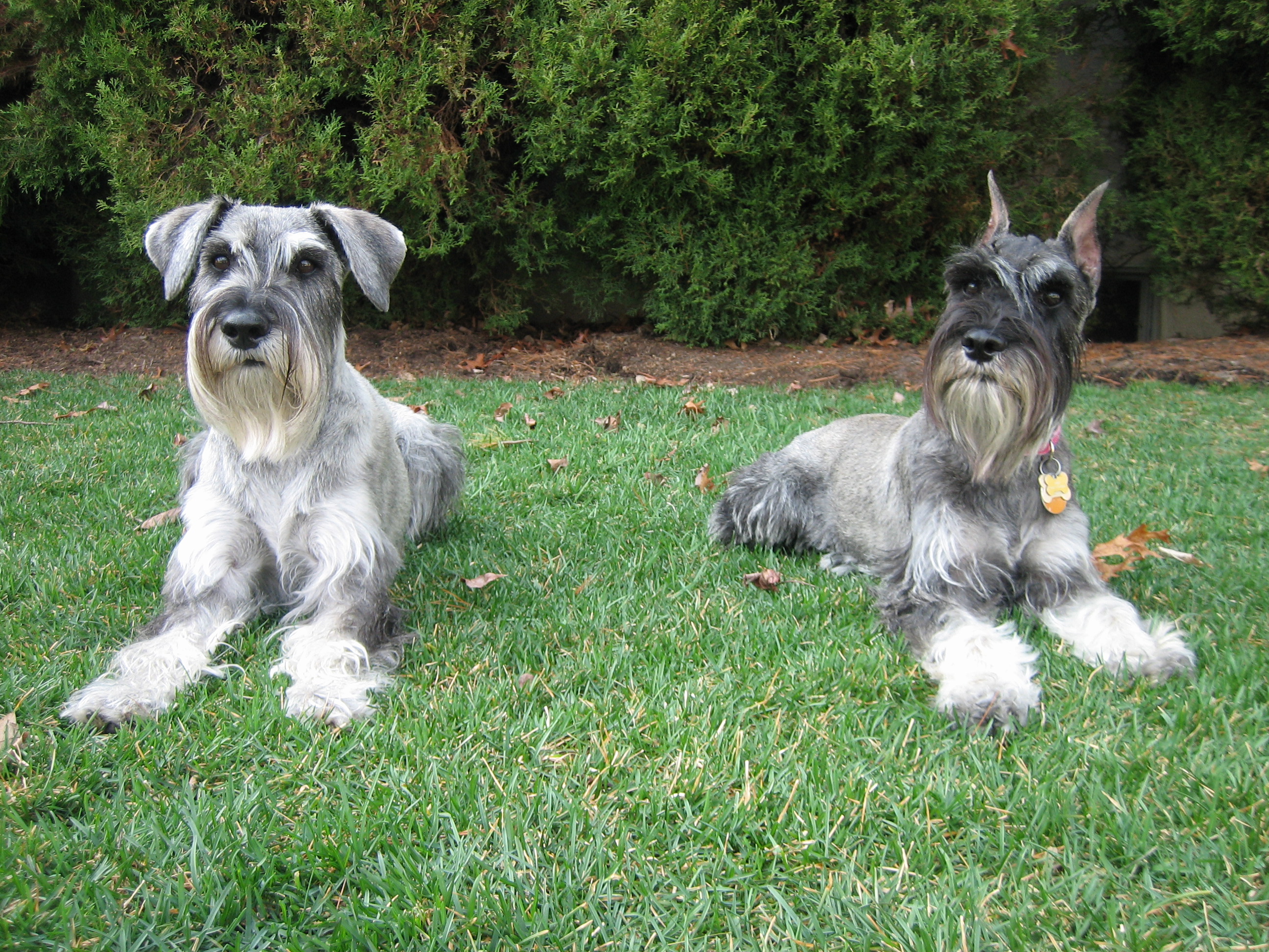 Standard Schnauzer - Dog Breed wallpaper