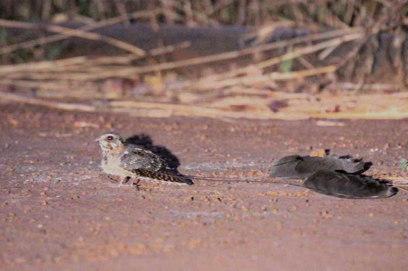 Standard-winged nightjar