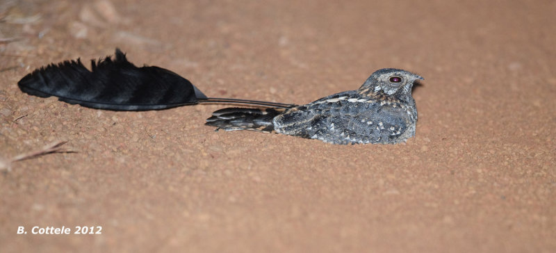 Pretty Standard-winged nightjar