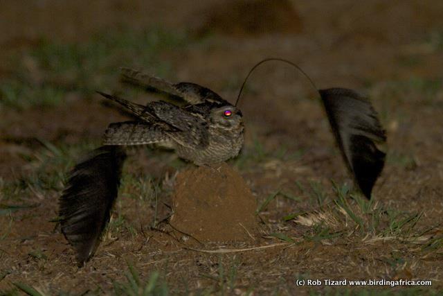 Pretty Standard-winged nightjar