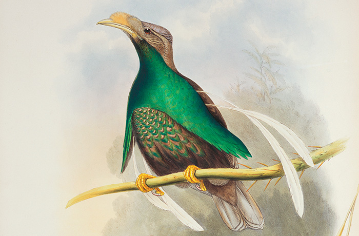 Standardwing bird of paradise