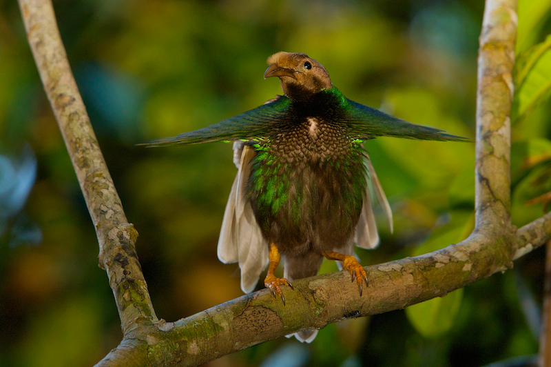 Pretty Standardwing bird of paradise