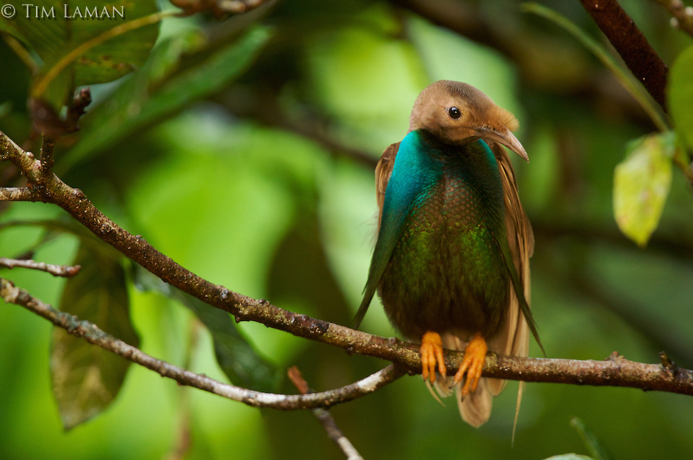 Pretty Standardwing bird of paradise