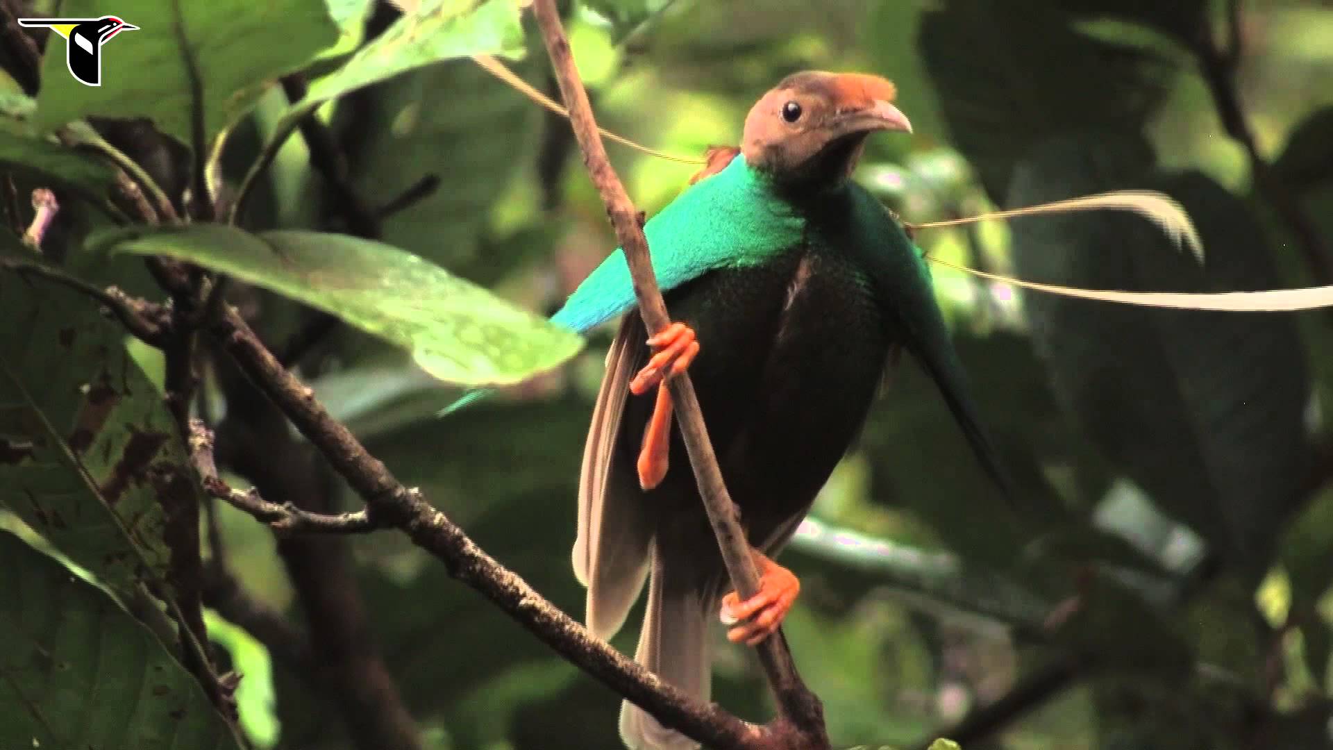 Pretty Standardwing bird of paradise