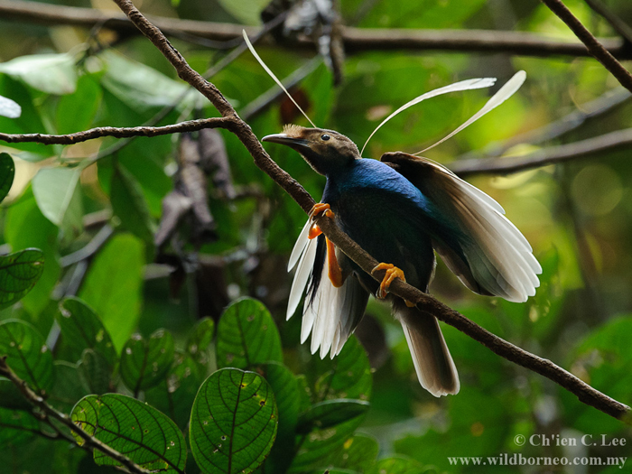 Pretty Standardwing bird of paradise