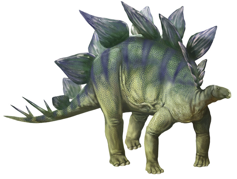 Stegosaurus