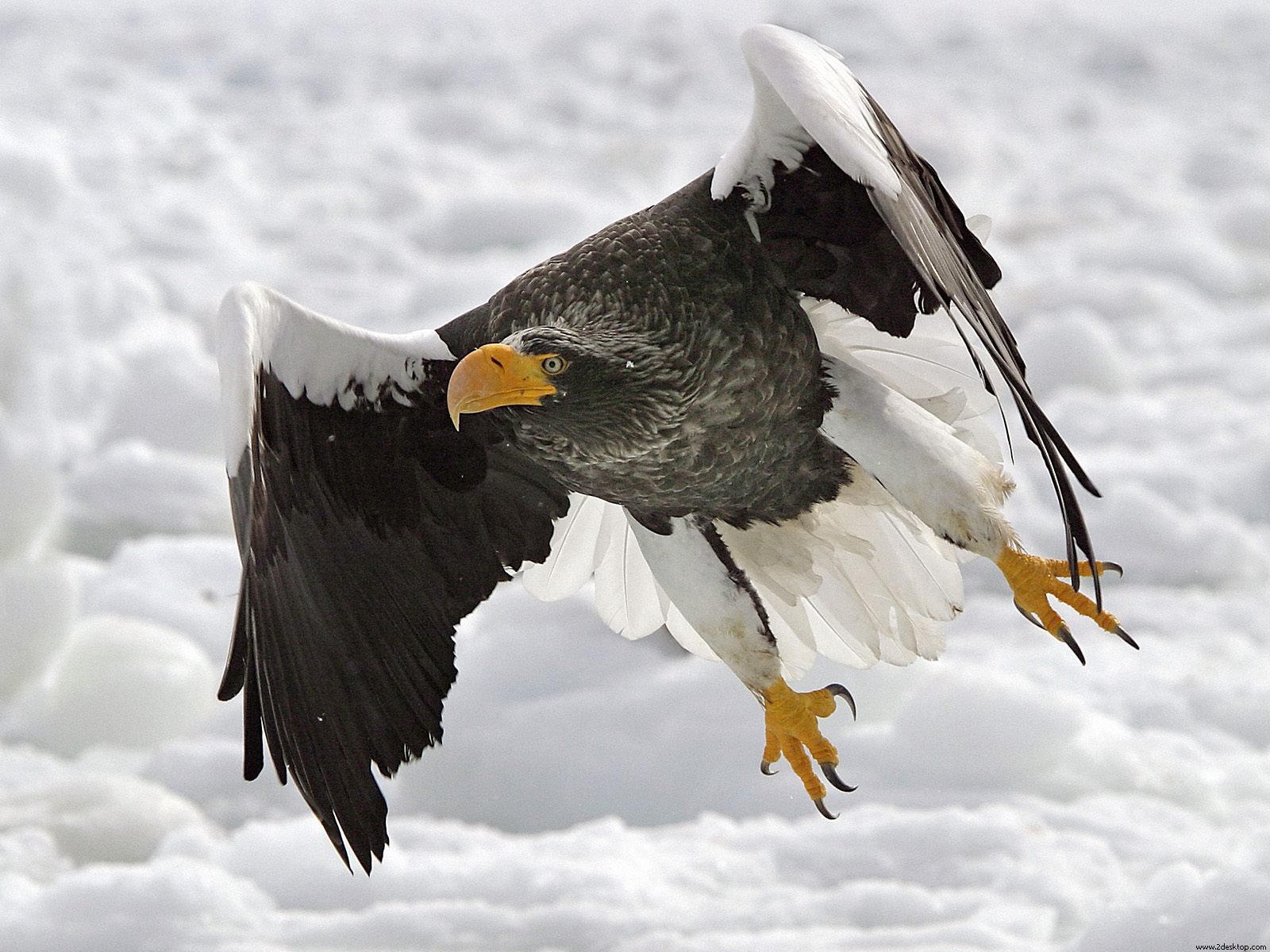 Steller’s sea-eagle