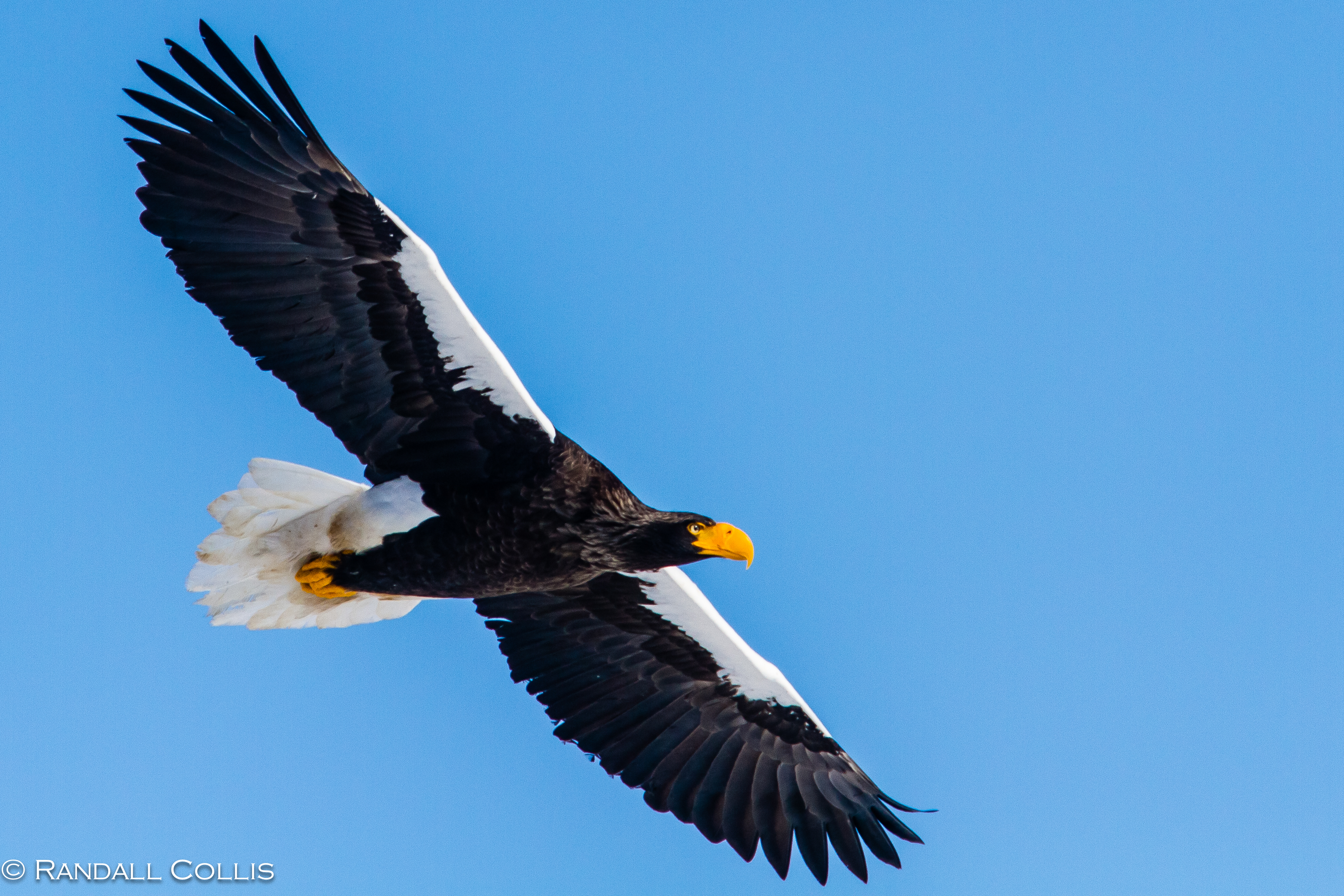 Pretty Steller’s sea-eagle