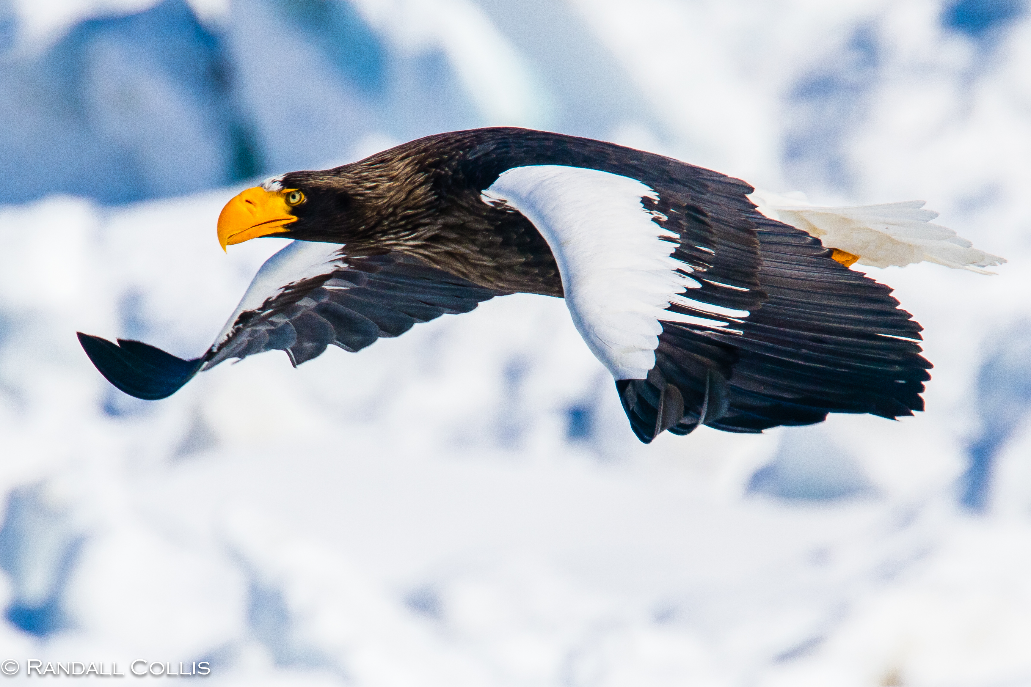 Pretty Steller’s sea-eagle
