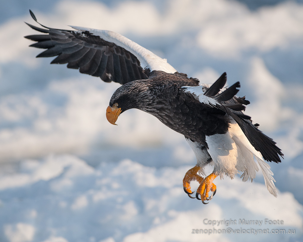Pretty Steller’s sea-eagle