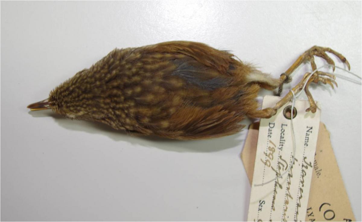 Stephens Island wren