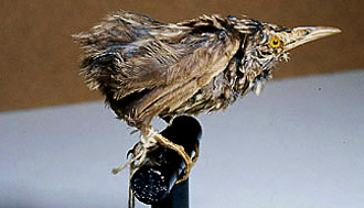Pretty Stephens Island wren
