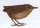 Pretty Stephens Island wren