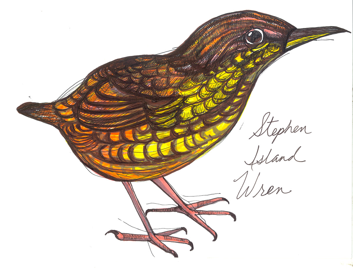 Pretty Stephens Island wren