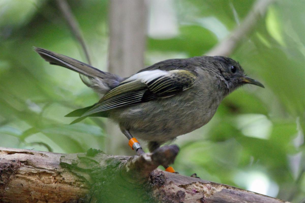 Stitchbird