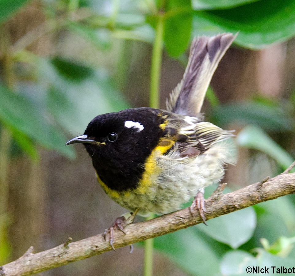 Pretty Stitchbird